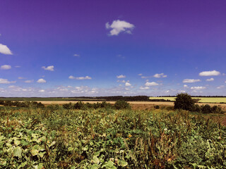 Wall Mural - field of green grass with a blue sky in the background