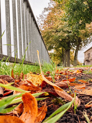 Wall Mural - fence with a tree behind it and leaves on the ground