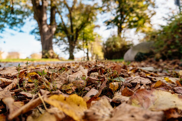 Wall Mural - close up of leaves on the ground in a park