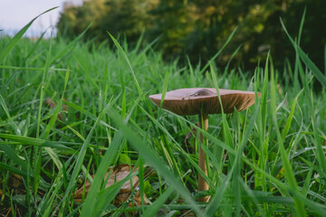 mushroom is sitting on top of a patch of grass