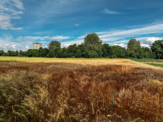Wall Mural - field of golden wheat with a blue sky in the background