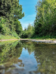 Wall Mural - forest path with a stream of water running through it
