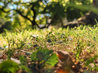 Wall Mural - close up of a grassy field with a tree in the background