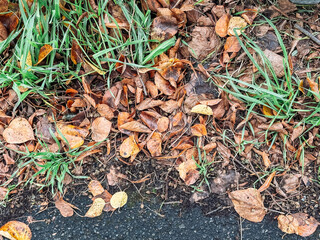 Wall Mural - patch of grass with leaves on the ground