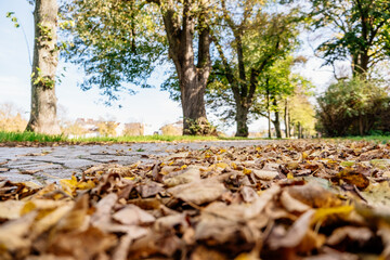 Wall Mural - park with trees and a path