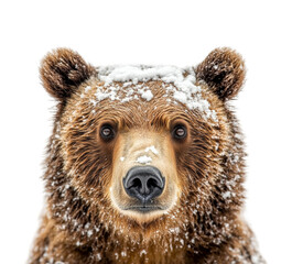snowy grizzly bear portrait wildlife environment nature isolated on transparent background png