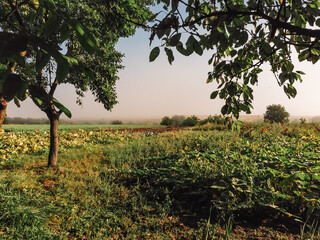 Wall Mural - field of grass with a tree in the foreground