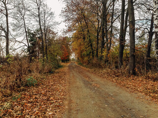 Wall Mural - road with trees on both sides and leaves on the ground