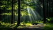 © Berkah1789 - Sunlight dramatically illuminates a forest path through tall trees and foliage