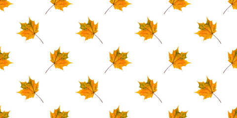 Wall Mural - seamless pattern of colorful isolate maple leaves creating an autumnal backdrop