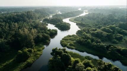 Aufkleber - Soft sunlight illuminates a vibrant mangrove forest as meandering waterways create a serene atmosphere during golden hour, inviting tranquility and peace