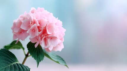 Poster - A beautiful pink hydrangea blooms brightly, its delicate petals glowing softly against a pastel bokeh background, ideal for adding text or graphics