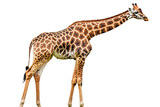a single giraffe standing on a transparent background, PNG image, PNG file, Generative art.