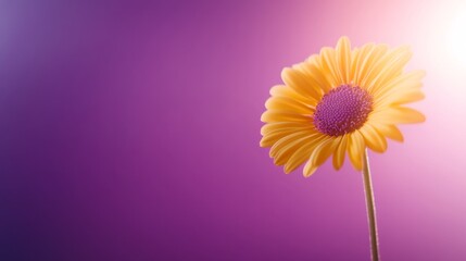 Poster - A vibrant yellow daisy stands out prominently, revealing intricate petal details and a soft lavender backdrop, emphasizing the flower's simplicity and elegance