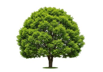 isolated tree with lush foliage for landscaping design isolated on white background