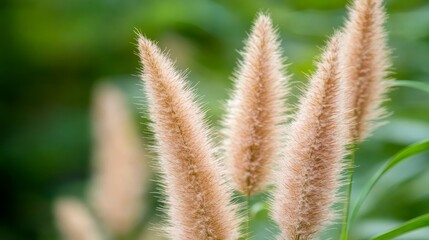 Poster - Tall, dried meadow plants with soft, feathery tips catch the low afternoon sun's glow, creating a dreamy scene with dust particles floating gently in the air