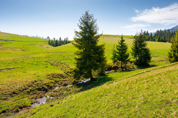 Wall Mural - mountainous countryside landscape in spring. sunny morning with blue sky. green organic pasture and 