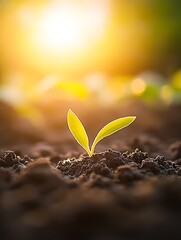 Poster - Single sprout with elongated leaf rising from dark fertile soil illuminated by warm sunlight : Generative AI
