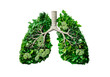 © practice  - Human lungs made with fresh green plant leaves and herbs isolated on transparent background