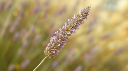 Poster - Detailed view of a lavender field, highlighting a single stem with tiny purple flowers