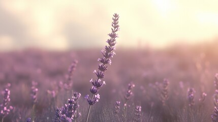 Poster - Detailed view of a lavender field, highlighting a single stem with tiny purple flowers