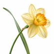 © MDBAYZID - Daffodil 3D rendered flower perfectly isolated on a white background with bright yellow petals and realistic details