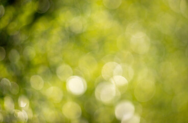 Wall Mural - a blurry green background with a few circles in it