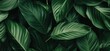 © mi - Lush Green Leaves Overlapping Each Other Creating a Serene Nature Background