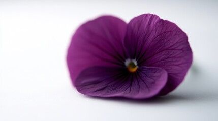 Leinwandbilder - A single violet flower showcases its rich purple petals, with delicate veins highlighted by soft natural light, creating a serene and elegant ambience