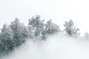 Aufkleber - Morning light filters through misty coniferous forest at dawn, highlighting silhouettes of trees and creating an ethereal atmosphere