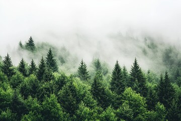 Aufkleber - Morning light filters through misty coniferous forest at dawn, highlighting silhouettes of trees and creating an ethereal atmosphere