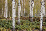 Background of birch trunks, wood texture. Birch grove in early spring in Moscow at the Cathedral of Christ the Savior.
