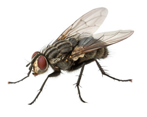 fly isolated on white png