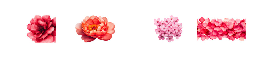 Wall Mural - beautiful collection of pink flowers on a transparent background