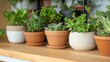 © Analogue - Lush Indoor Plants in Modern Terracotta and Ceramic Pots on Wooden Shelf