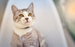 © Samir - Cute tabby cat wearing a stylish jacket, sitting indoors and looking curiously. Adorable pet fashion concept with soft lighting and shallow depth of field.