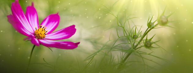 Canvas Print - pink cosmos flower isolated on green blur background