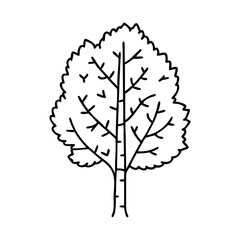 Wall Mural - birch tree icon, birch tree vector illustration-simple illustration of birch tree, perfect for birch