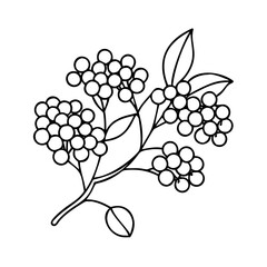 Wall Mural - elderberry icon, elderberry vector illustration-simple illustration of elderberry, perfect for elder