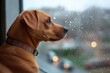 © Anna - A frightened dog sits indoors watching heavy rain and lightning outside the window, capturing fear, loneliness, and storm anxiety in pets.