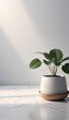 © อารียา วงษ์พัฒน์ - Modern Indoor Plant in Minimalist Pot with Natural Light Reflection