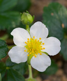 Beautiful close-up of fragaria chiloensis