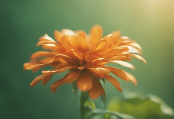 orange background green flower stem beautiful nature season garden fresh texture blooming beauty col