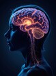 © 3DLeonardo - Glowing female brain anatomy, digital illustration.  Ideal for medical, scientific, or technological concepts.