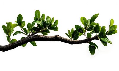 Wall Mural - A close-up view of a green branch with vibrant leaves against a clean white background, ideal for nature lovers and design projects.