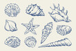 © Berentina - Seashell hand drawn in ink set. Vector illustration of marine shells. Summer vacation doodle shells for card, poster, menu, banner. Tropical nautical beach shell collection for summer design.