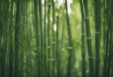 background forest bamboo nature branches green beautiful tree growth fresh tropical garden park jungle branch wood zen plant leaf asian sunlight asia