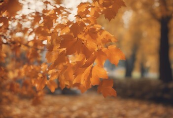 fall park leaves golden natural orange background autumn yellow leaf forest october garden frame wallpaper colourful nature tree branch red sunny maple gold foliage season