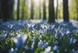 © sandra - blossom morning spring panoramic beautiful april flowers sunlight scilla view park forest flower lawn blue garden springtime nature wild sunny landscape idylli land green season meadow panorama day