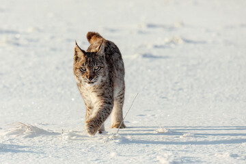 Fototapete - Lynx at frosty sunrise. Young Eurasian lynx, Lynx lynx, walks on snowy meadow in cold morning. Cute wild cat. Winter nature. Beast of prey in natural habitat. Beautiful animal with spotted orange fur.